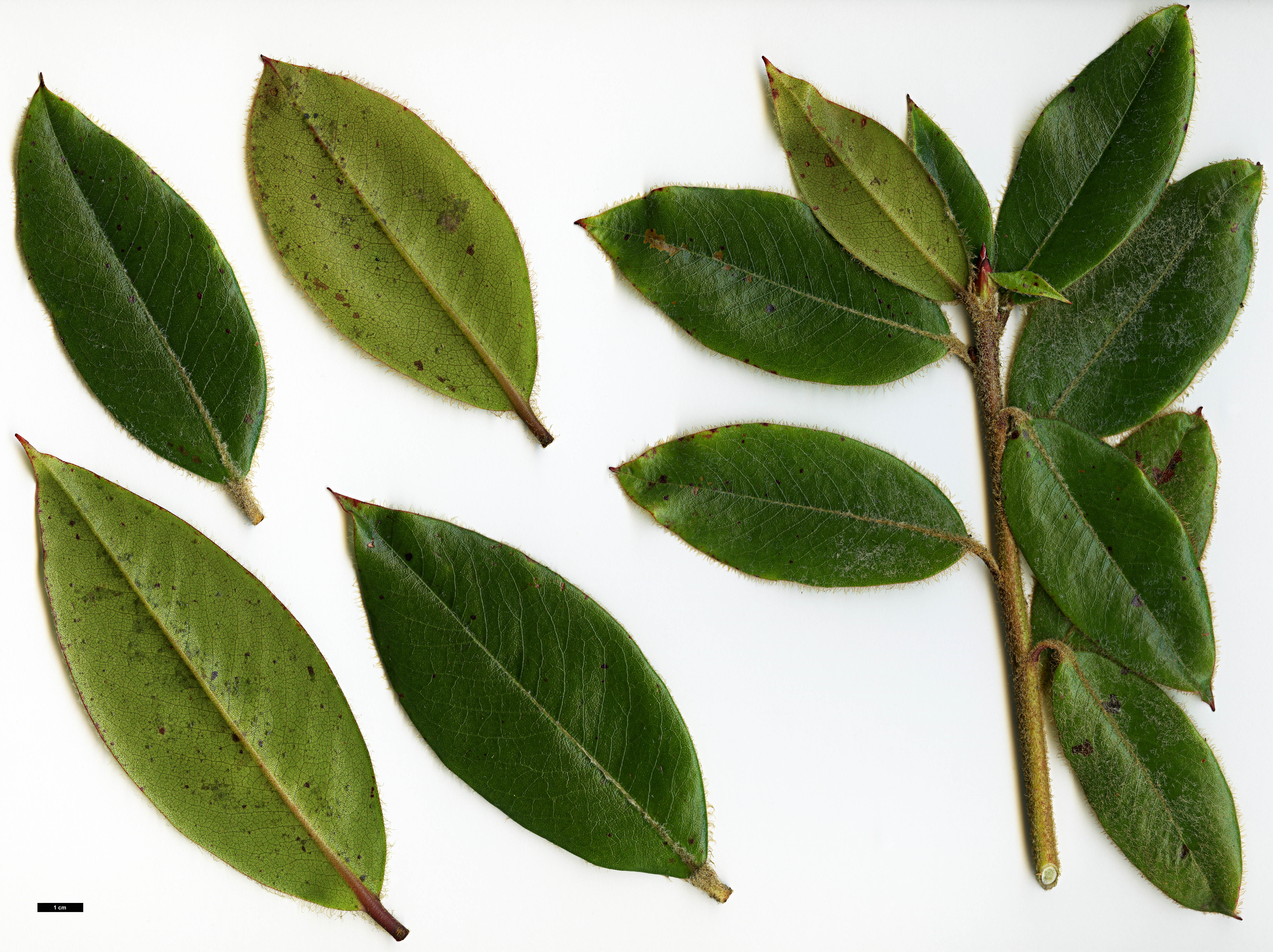 High resolution image: Family: Ericaceae - Genus: Rhododendron - Taxon: mishmiense